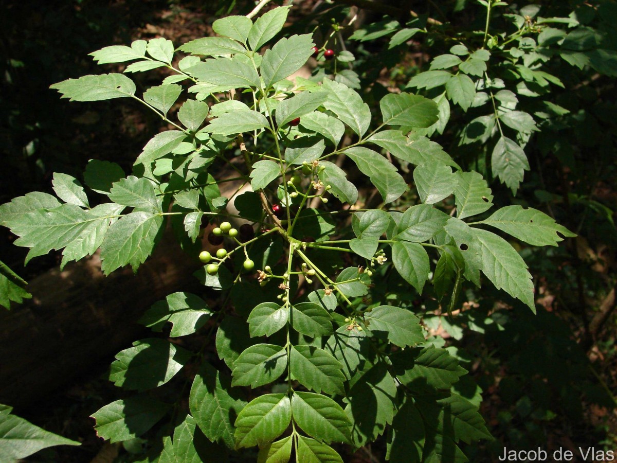 Cipadessa baccifera (Roth) Miq.